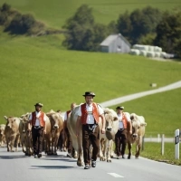 A herd of cattle on a road, followed by people in traditional costume, in a rural, green area.