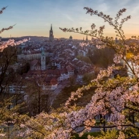 Una vista della città al tramonto con fiori di ciliegio in primo piano.