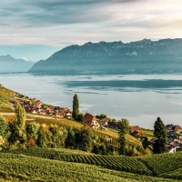 Vineyards by a lake with mountains in the background.