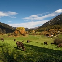 Un prato montano verde con mucche, alberi autunnali e una fattoria sullo sfondo di un paesaggio alpino.