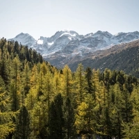 Eine bewaldete Berglandschaft mit schneebedeckten Gipfeln im Hintergrund unter klarem Himmel.