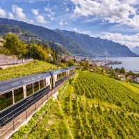 A train travels through vineyards with a view of a lake and mountains in the background.