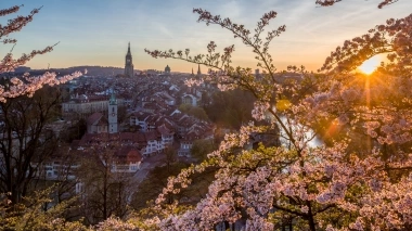 A city view at sunset with cherry blossoms in the foreground.