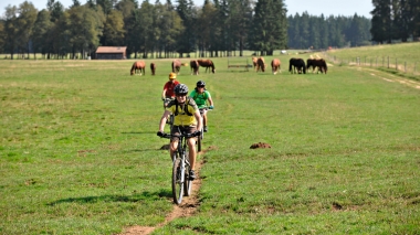 Eine Gruppe von Radfahrern fährt auf einem Pfad durch eine Wiese, im Hintergrund grasen Pferde.