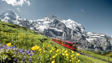 A red train travels through a blooming alpine meadow in front of snow-covered mountains.