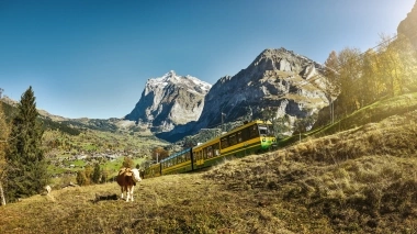 A yellow-green mountain railway travels through an alpine landscape with meadows, cows, and snow-covered mountains in the background.