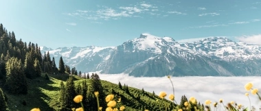 Un paesaggio montano con prati verdi, fiori gialli e vette innevate sotto un cielo limpido.