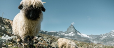 Zwei flauschige Schafe auf einer Almwiese, im Hintergrund das Matterhorn.