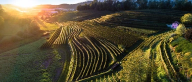Green hilly landscape with grapevines at sunset.
