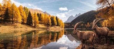 Deux bouquetins se tiennent au bord d'un lac de montagne, entourés d'une forêt aux couleurs d'automne et de montagnes.