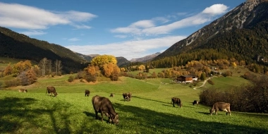 Eine grüne Bergwiese mit Kühen, herbstlichen Bäumen und einem Bauernhaus im Hintergrund vor alpiner Landschaft.