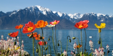 Fleurs colorées devant un lac avec des montagnes enneigées en arrière-plan.