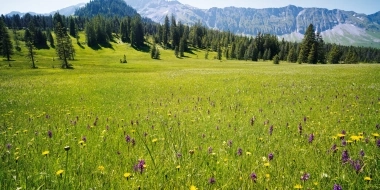 Blooming meadow with mountains and forests in the background under a clear sky.