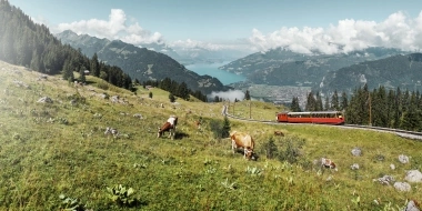 Une prairie de montagne verte avec des vaches, un train rouge et un lac en arrière-plan.