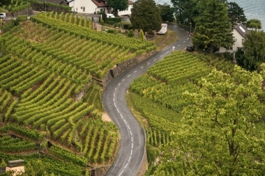 A winding road leads through green vineyards to a lake.