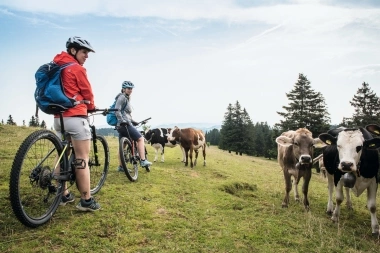 Two cyclists on a meadow with cows in the background.