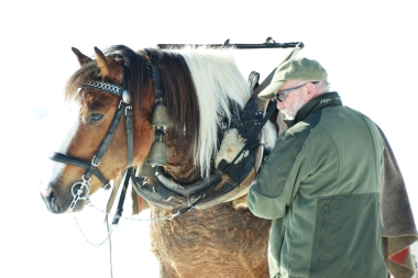 Un uomo con una giacca verde sta accanto a un cavallo marrone con criniera bianca e imbracatura.
