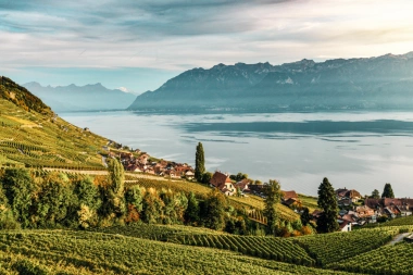 Vignobles près d'un lac avec des montagnes en arrière-plan.