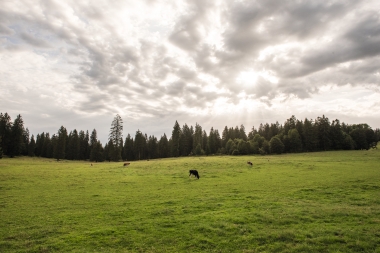 Eine weite grüne Wiese mit Kühen unter einem wolkigen Himmel, umgeben von einem Wald.