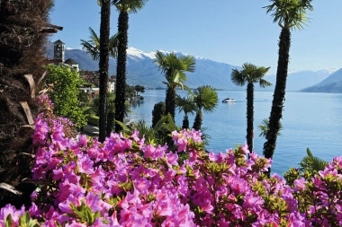 Eine Seelandschaft mit Palmen, Bergen im Hintergrund und blühenden rosa Blumen im Vordergrund. Ein Boot fährt auf dem Wasser.