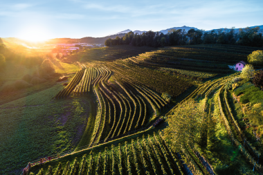 Green hilly landscape with grapevines at sunset.