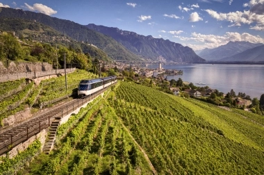 A train travels through vineyards with a view of a lake and mountains in the background.