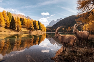 Two ibexes are standing by a mountain lake, surrounded by an autumnal forest and mountains.