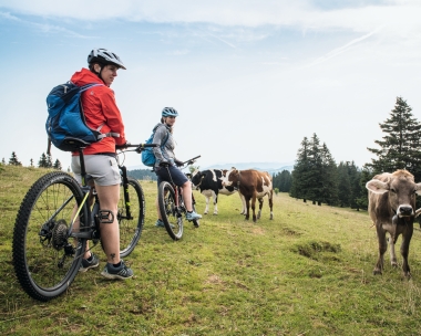 Due ciclisti su un prato con mucche sullo sfondo.