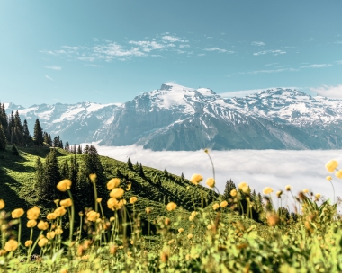 Un paesaggio montano con prati verdi, fiori gialli e vette innevate sotto un cielo limpido.