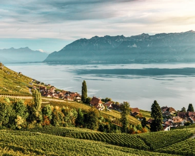 Vineyards by a lake with mountains in the background.