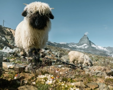 Two fluffy sheep on an alpine meadow, with the Matterhorn in the background.