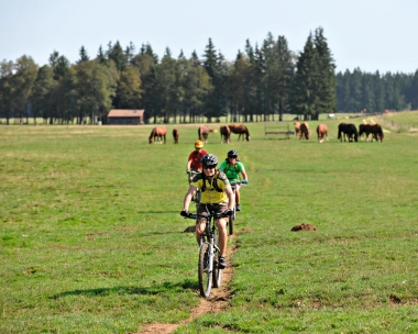 Eine Gruppe von Radfahrern fährt auf einem Pfad durch eine Wiese, im Hintergrund grasen Pferde.