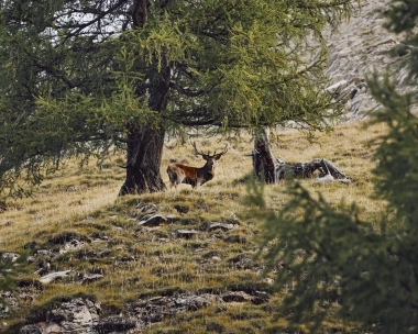 A deer stands among trees on a grassy slope.