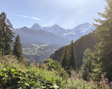 Mountain landscape with blooming meadows and dense forests in front of snow-covered peaks under a clear sky.