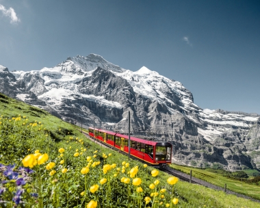 A red train travels through a blooming alpine meadow in front of snow-covered mountains.