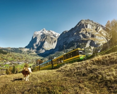 Una ferrovia di montagna giallo-verde attraversa un paesaggio alpino con prati, mucche e montagne innevate sullo sfondo.