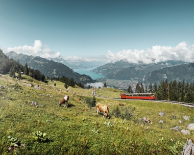 Une prairie de montagne verte avec des vaches, un train rouge et un lac en arrière-plan.