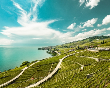 A wide view of green vineyards on the shore of a lake under a blue sky.