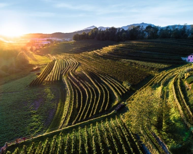 Green hilly landscape with grapevines at sunset.