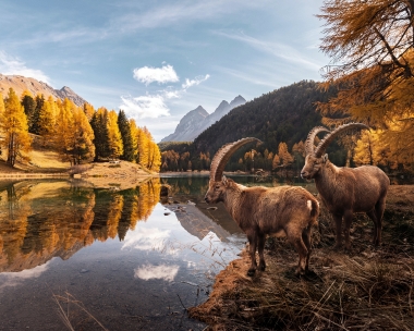 Two ibexes are standing by a mountain lake, surrounded by an autumnal forest and mountains.